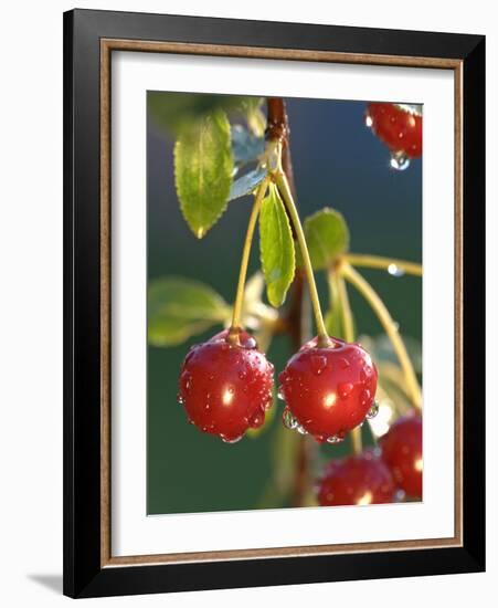 Morello Cherries on a Tree-Chris Schäfer-Framed Photographic Print