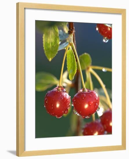 Morello Cherries on a Tree-Chris Schäfer-Framed Photographic Print