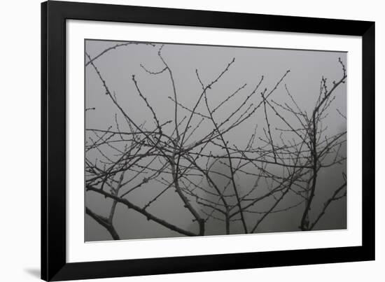 Morello Cherry Tree on a Foggy Morning-Gaetan Caron-Framed Giclee Print