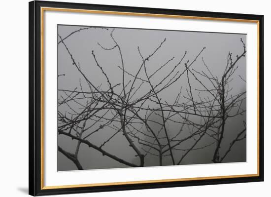 Morello Cherry Tree on a Foggy Morning-Gaetan Caron-Framed Giclee Print