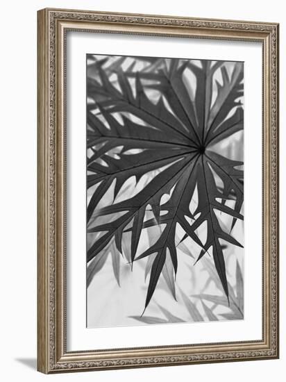 Morelos Close Shift-Irene Suchocki-Framed Giclee Print