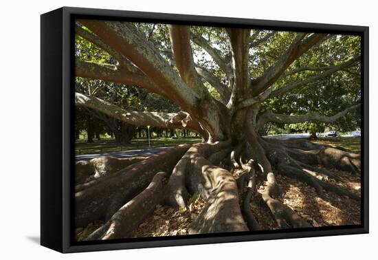 Moreton Fig Tree, Auckland Domain, Auckland, North Island, New Zealand-David Wall-Framed Premier Image Canvas