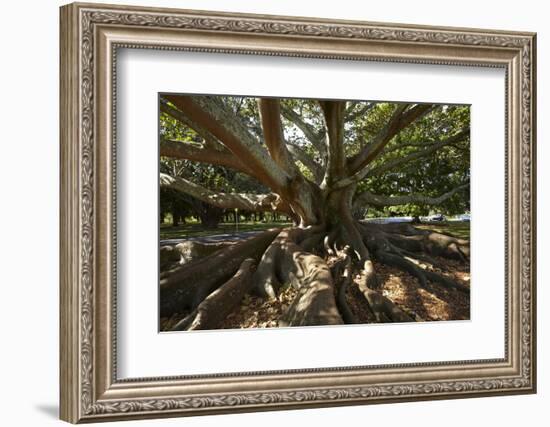 Moreton Fig Tree, Auckland Domain, Auckland, North Island, New Zealand-David Wall-Framed Photographic Print