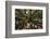 Moreton Fig Tree, Auckland Domain, Auckland, North Island, New Zealand-David Wall-Framed Photographic Print