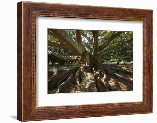 Moreton Fig Tree, Auckland Domain, Auckland, North Island, New Zealand-David Wall-Framed Photographic Print