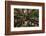 Moreton Fig Tree, Auckland Domain, Auckland, North Island, New Zealand-David Wall-Framed Photographic Print