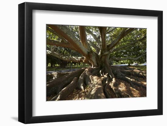 Moreton Fig Tree, Auckland Domain, Auckland, North Island, New Zealand-David Wall-Framed Photographic Print