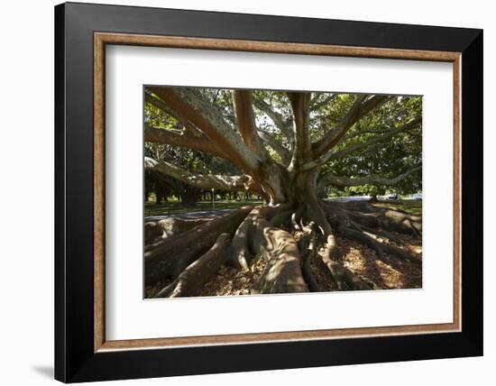 Moreton Fig Tree, Auckland Domain, Auckland, North Island, New Zealand-David Wall-Framed Photographic Print