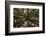 Moreton Fig Tree, Auckland Domain, Auckland, North Island, New Zealand-David Wall-Framed Photographic Print