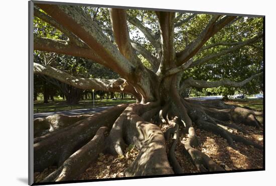 Moreton Fig Tree, Auckland Domain, Auckland, North Island, New Zealand-David Wall-Mounted Photographic Print