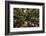 Moreton Fig Tree, Auckland Domain, Auckland, North Island, New Zealand-David Wall-Framed Photographic Print