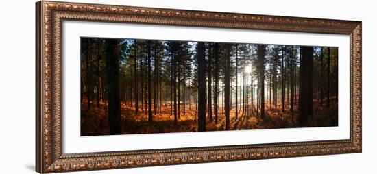 Moreton Forest, Dorset, England, United Kingdom, Europe-John Alexander-Framed Photographic Print