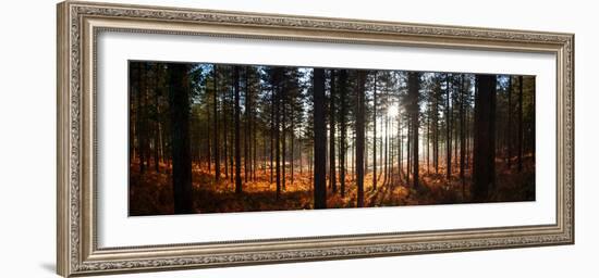 Moreton Forest, Dorset, England, United Kingdom, Europe-John Alexander-Framed Photographic Print