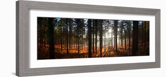 Moreton Forest, Dorset, England, United Kingdom, Europe-John Alexander-Framed Photographic Print