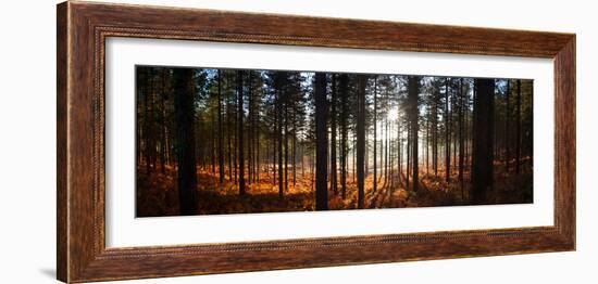 Moreton Forest, Dorset, England, United Kingdom, Europe-John Alexander-Framed Photographic Print