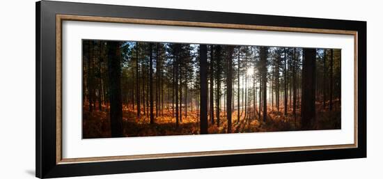Moreton Forest, Dorset, England, United Kingdom, Europe-John Alexander-Framed Photographic Print