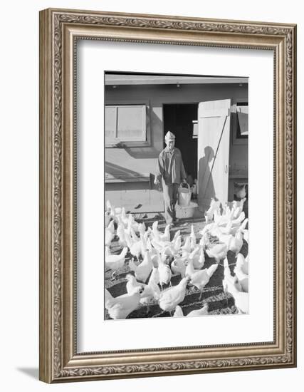 Mori Nakashima feeding chickens, Manzanar Relocation Center, 1943-Ansel Adams-Framed Photographic Print