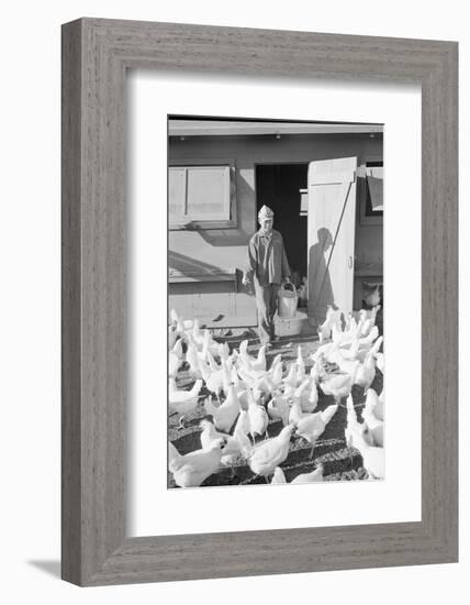 Mori Nakashima feeding chickens, Manzanar Relocation Center, 1943-Ansel Adams-Framed Photographic Print