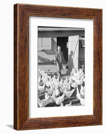 Mori Nakashima feeding chickens, Manzanar Relocation Center, 1943-Ansel Adams-Framed Photographic Print