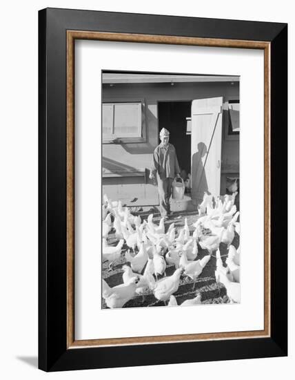 Mori Nakashima feeding chickens, Manzanar Relocation Center, 1943-Ansel Adams-Framed Photographic Print