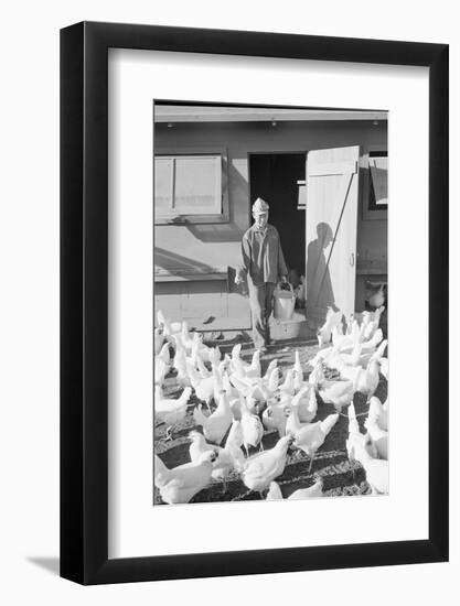 Mori Nakashima feeding chickens, Manzanar Relocation Center, 1943-Ansel Adams-Framed Photographic Print