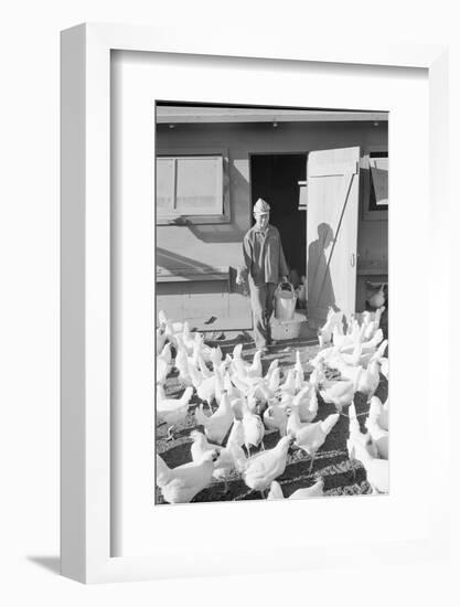 Mori Nakashima feeding chickens, Manzanar Relocation Center, 1943-Ansel Adams-Framed Photographic Print