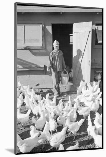 Mori Nakashima feeding chickens, Manzanar Relocation Center, 1943-Ansel Adams-Mounted Photographic Print
