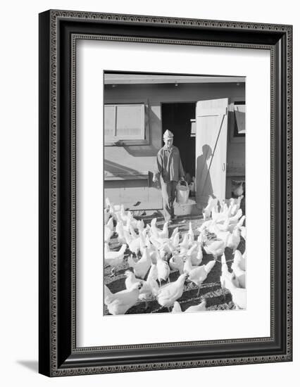 Mori Nakashima feeding chickens, Manzanar Relocation Center, 1943-Ansel Adams-Framed Photographic Print