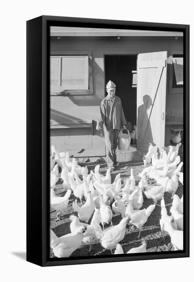 Mori Nakashima feeding chickens, Manzanar Relocation Center, 1943-Ansel Adams-Framed Premier Image Canvas