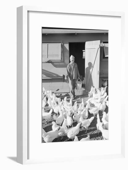 Mori Nakashima feeding chickens, Manzanar Relocation Center, 1943-Ansel Adams-Framed Photographic Print