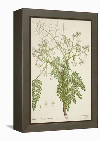 Moringa Oleifera Lam, 1800-10-null-Framed Premier Image Canvas