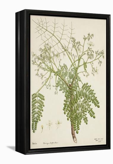 Moringa Oleifera Lam, 1800-10-null-Framed Premier Image Canvas