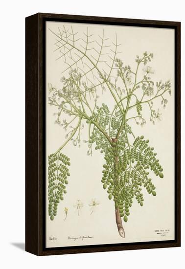 Moringa Oleifera Lam, 1800-10-null-Framed Premier Image Canvas