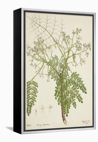 Moringa Oleifera Lam, 1800-10-null-Framed Premier Image Canvas