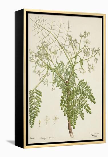 Moringa Oleifera Lam, 1800-10-null-Framed Premier Image Canvas
