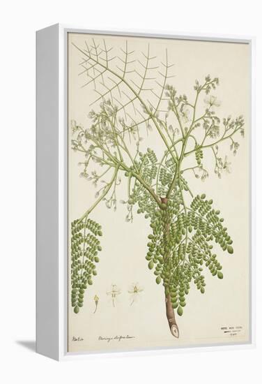 Moringa Oleifera Lam, 1800-10-null-Framed Premier Image Canvas