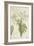 Moringa Oleifera Lam, 1800-10-null-Framed Giclee Print