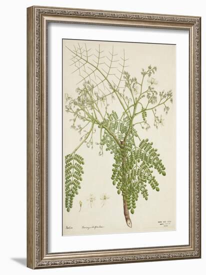 Moringa Oleifera Lam, 1800-10-null-Framed Giclee Print