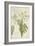 Moringa Oleifera Lam, 1800-10-null-Framed Giclee Print