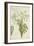 Moringa Oleifera Lam, 1800-10-null-Framed Giclee Print