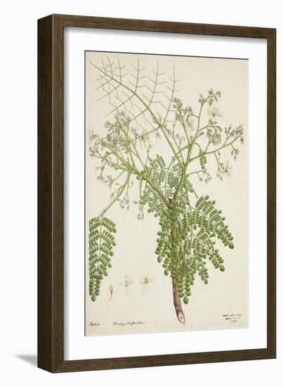 Moringa Oleifera Lam, 1800-10-null-Framed Giclee Print