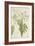 Moringa Oleifera Lam, 1800-10-null-Framed Giclee Print