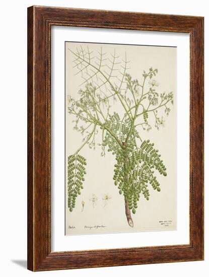 Moringa Oleifera Lam, 1800-10-null-Framed Giclee Print