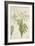 Moringa Oleifera Lam, 1800-10-null-Framed Giclee Print