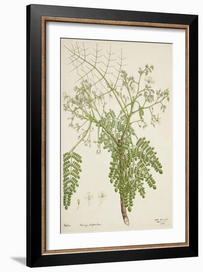 Moringa Oleifera Lam, 1800-10-null-Framed Giclee Print