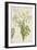 Moringa Oleifera Lam, 1800-10-null-Framed Giclee Print