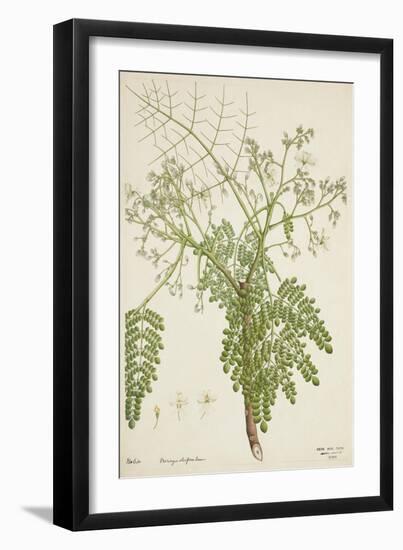 Moringa Oleifera Lam, 1800-10-null-Framed Giclee Print