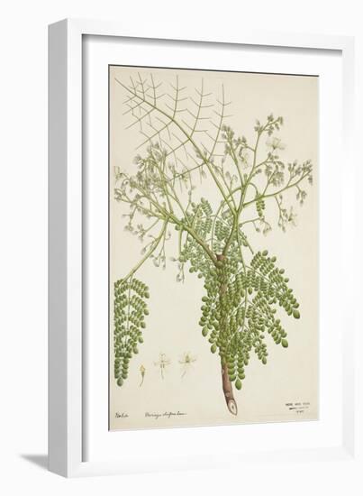 Moringa Oleifera Lam, 1800-10-null-Framed Giclee Print