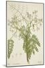 Moringa Oleifera Lam, 1800-10-null-Mounted Giclee Print