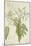 Moringa Oleifera Lam, 1800-10-null-Mounted Giclee Print